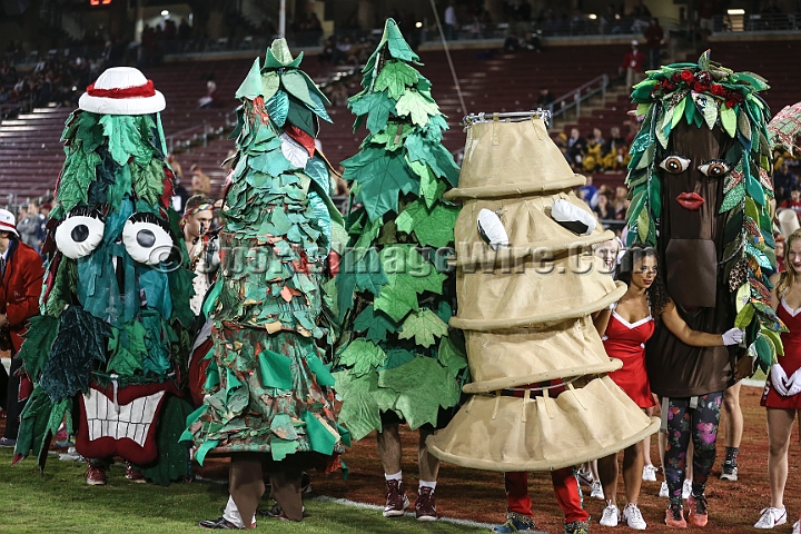 2015StanWash-018.JPG - Oct 24, 2015; Stanford, CA, USA; Stanford band mascots The Tree gather for homecoming week prior to game against the Washington Huskies at Stanford Stadium. 